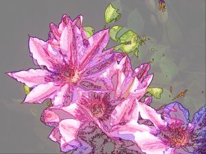 Clematis Chimera